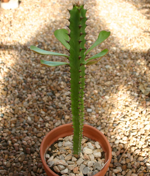 Euphorbia